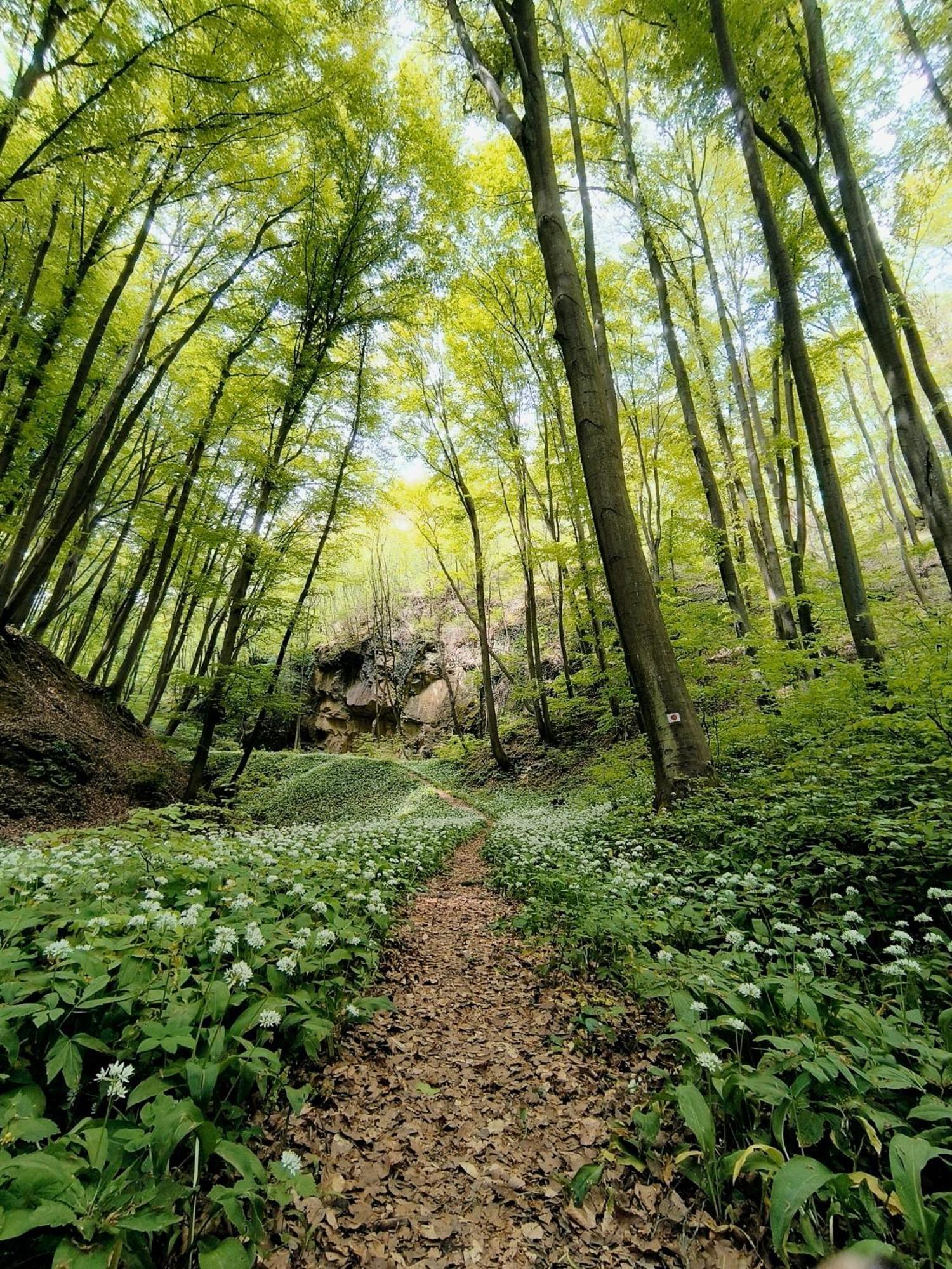 Blue Forest Retreat Апартаменты